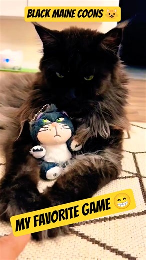 A black Maine coon cat playing with a doll! #cat