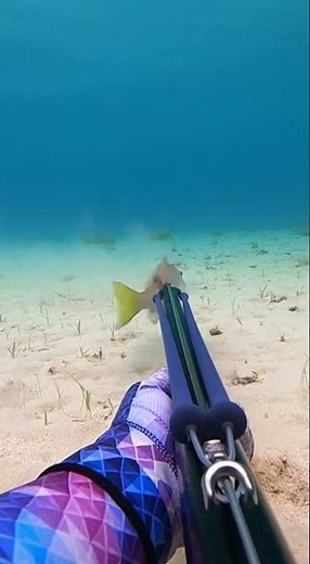Underwater Hunt — Diver Secures a Catch