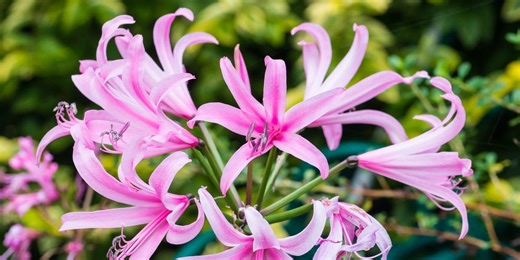 The overlooked autumn perennial you’re missing from your garden