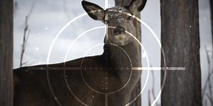 Vt. antlerless deer lottery opens