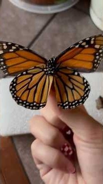 Pinning a Monarch Butterfly