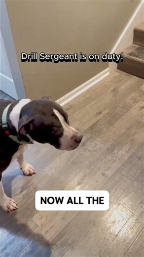 Dad Pitbull Steps In When Mom Needs a Break! 🐶❤️