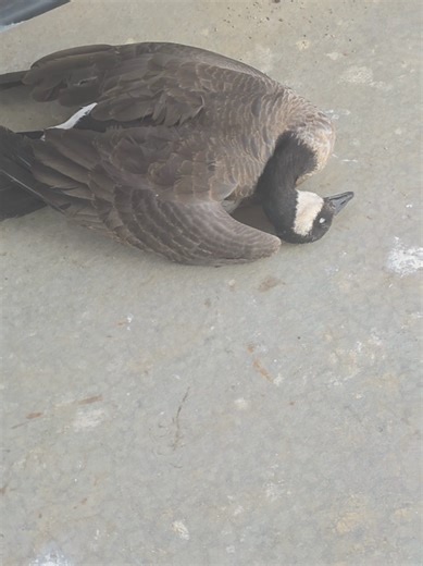 Apparently it's been there a month. I didnt even see it. the roomie didnt think to do anything with it. Poor buddy. 😢