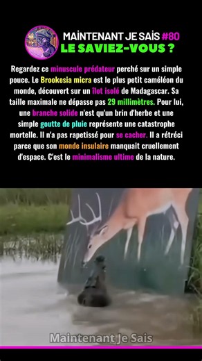 Ce Prédateur Minuscule Tient Sur Le Bout D'Un Pouce 🥺 #Nature #Caméléon #Madagascar