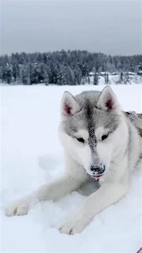 #siberianhusky #doglovers