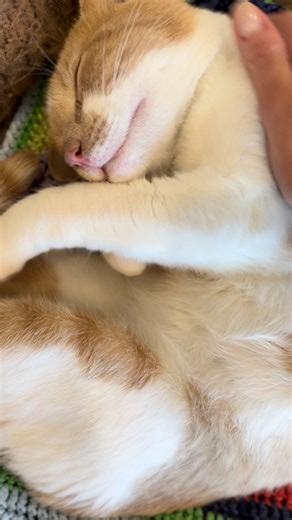 Looking for a first-class snuggle buddy? Meet Captain!🧑‍✈️🧡✈️ He'll let you fly the plane as long as you promise an unlimited supply of cuddles. This guy is obsessed with folks of all ages and will make the perfect co-pilot to some lucky adopter! | Sip & Purr Cat Cafe