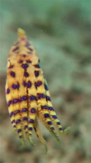 Blue-Ringed Octopus in Dauin | Unforgettable Night Dive