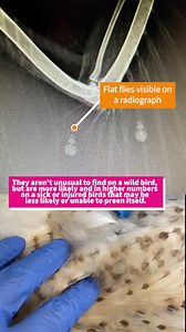 Sometimes working with birds means also being an amateur entomologist - wild birds see their fair share of insects and parasites. In this video, you can see a handful of flat flies (insect family: hippoboscidae), also known as “louse flies”, and Trichomonas gallinae parasites under a microscope. Flat flies are a type of parasite that feed on blood, and their flat body helps them slip in among a bird’s feathers. They aren’t unusual to find on a wild bird, but are more likely and in higher numbers