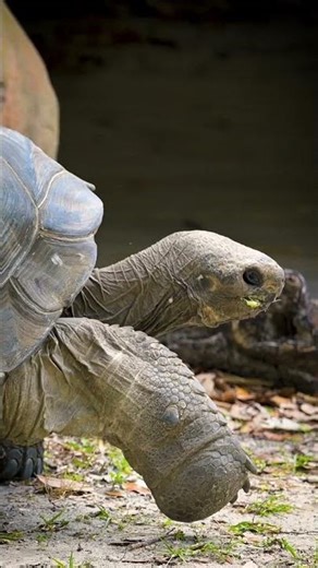 Tortoise Experience at Zoo Miami