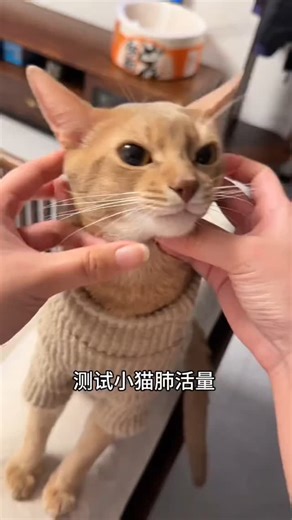 西木 on Instagram: "测试小猫肺活量 #猫咪 #可爱 #萌宠 #cat #catlover #catlife #catlovers #喵星人 #貓 #cats #catvideos"