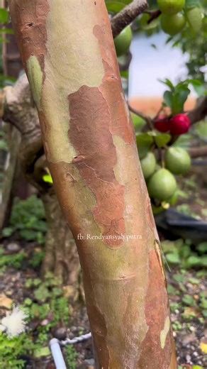 Mastering Eye Grafting Techniques for Bonsai Trees