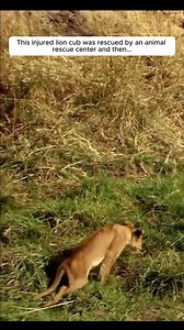 9K views · 293 reactions | This injured lion cub was rescued by an animal rescue center and then  #Amazing #animals #love #fyp #pet | Carolina pico | Facebook