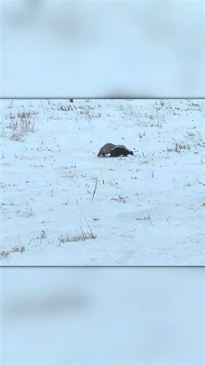 Badger Attacks a Skunk… Even a Fox Won’t Get Involved 😳