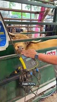 It’s time to set up our mini cows to breed—hoping for some tiny calves next season!