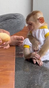 #monkeyDonut #babymonkey #smartmonkey #funnybabymonkey #cutebabymonkey #adorablemonkey #monkeyDonald #monkey #reel | M.Twns Fans