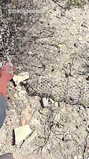 How to prepare a quail trap #quail #countrylife