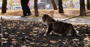 A cute cat walks on a leash outside in autumn. A surprised cat looks around while walking on a leash on the street. In the city, a cat is walked on a leash in the park.