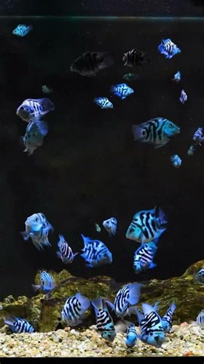 100 Polar Blue Parrot Cichlids Feeding Looks Like a SnowGlobe