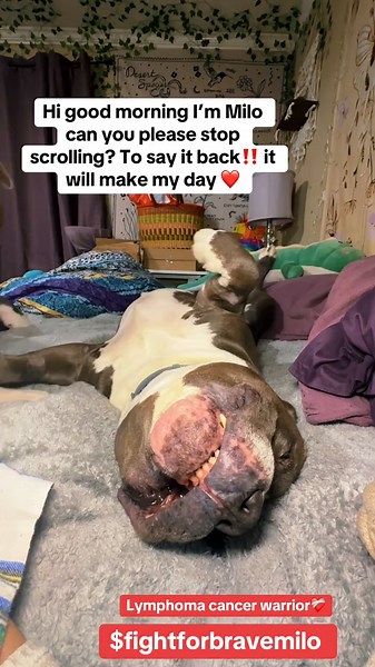 Please support Milo’s cancer fight by donating in 🔗 in bio‼️@⚡️A L i E⚡️ @•ALiE BLEU2• #fyp #foryourpage #dogmom #trend #souldog #engagement #velcrodog #cancer #pitbull #aliebleu #cancerfighter #help #teamwork #lymphoma #dog #pitbullsoftiktok
