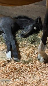 Wild baby horse loves to do three things: sleep, run, and nurse. She runs around these trees here with amazing agility. I’ve heard of horses running into trees, so I do worry sometimes, but she just seems so agile. How many of you have any of you had any experience or problems with horses running into trees? Here she is running when I called her to come eat her grain at lunch. She just gets so super excited, and she just runs around the trees until she settles and comes to eat. Mama just waits p