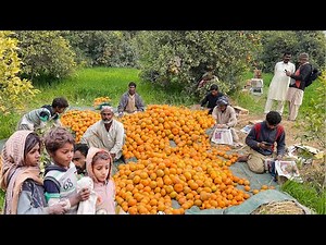 Orange Farming and Harvesting | Best Orange Farming in Pakistan