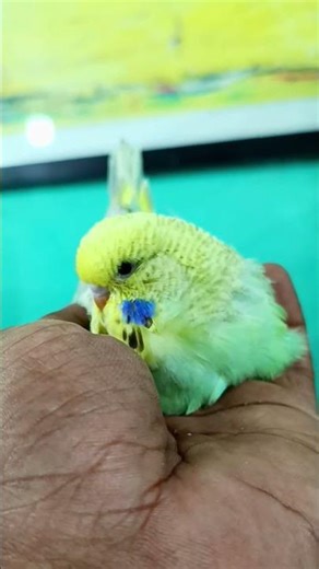 Love this GF teen 🤍 ‪@AnvarasAviary04‬