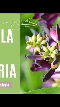 The Perfect Pergola For Your Wisteria Vine