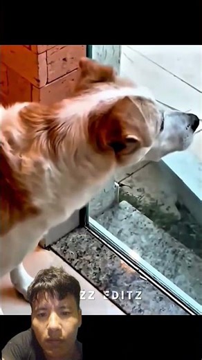 cat angry face\\cat angry moments👹💀#animals #beheb #nechar