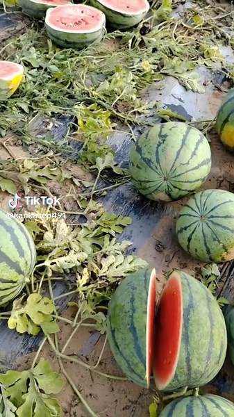 Sistem Dagang Kita Harus Rugi: Konsep Bakulan Colongan