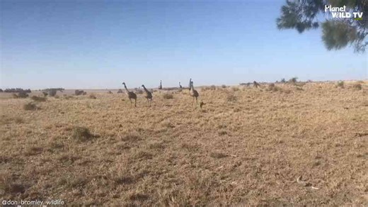 Wild Birds Caught on Camera: Stunning Moments in Nature