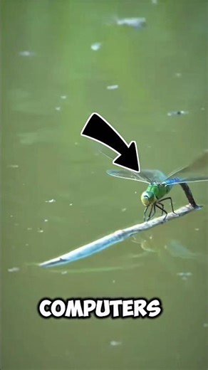 Top 3 Animals With Superhero-Level Vision #facts #animalfacts #wildlife #shorts