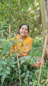 Mini Vlog 42 #kokan #farming #homegrown #tomato #villagelife #swanandisardesai | Swanandi Sardesai