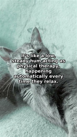 Cat Purrs Are a Secret Healing Frequency (Science Explains Why)