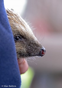 European Hedgehog Senses & Vocalisation | Wildlife Online