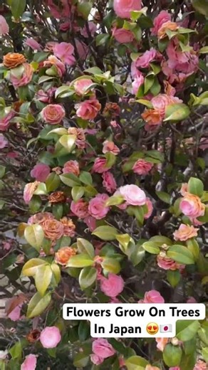 Flower Tree in Japan 😍🇯🇵 #japan #travel #flowers #nature