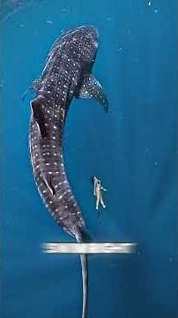 The strangest and friendliest sharks #facts #animals #animalfacts #wildlifeentertainment