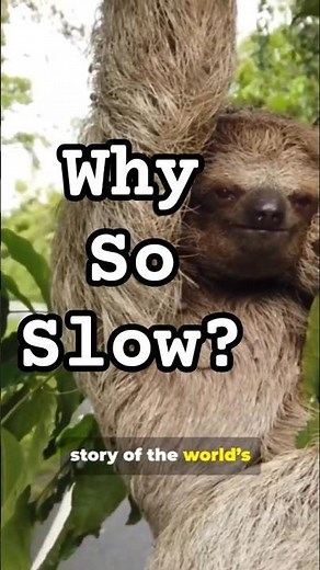 Why Sloths Win By Going Slow #shorts