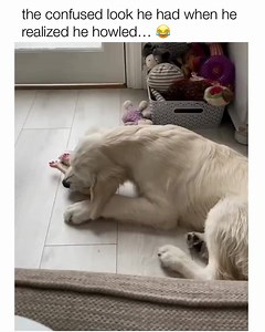 He was doing the rubber chicken yodel 😂 credit to owner | Lovely Animals World