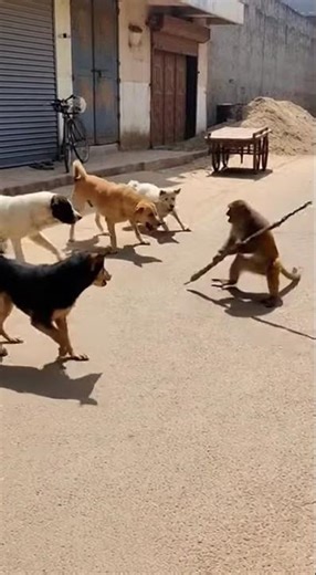 monkey and dogs #monkey #dogs #ai #usa #uk