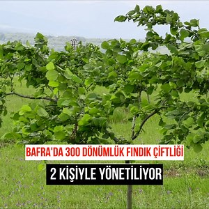 823K views · 3.1K reactions | Türkiye'nin İlk Tek Dal Proje Fındık Çiftliği Bafra'da Samsun'un Bafra ilçesinde 300 dönümlük alana modern tarım uygulamalarının çevreci bir anlayışla gerçekleştirilmesi amacıyla tek dal uygulaması ile Özer Akbaşlı’nın koordinesiyle kurulan çiftlikte Türkiye'de bir ilk gerçekleşiyor. #bafra #samsun #fındık #üretici #girişimcilik #çiftlik #bafra55net | Bafra55.net | Facebook
