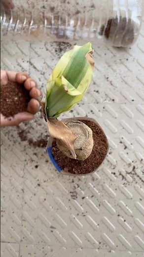 Lucky Bamboo Repotting from Water to Soil 🌱 | Real Plant Transformation #repotting #ytshorts #diy