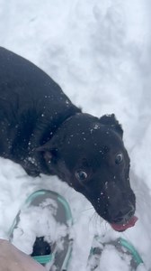 25K views · 2.9K reactions | Winter fun in the spring | The Fowler Herd | Facebook