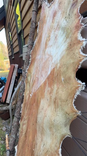Seth Larsen on Instagram: "Dry scraping the membrane off a sheep hide. I forged this scraper a long time ago. The blade is great, but the angle I mounted it to the handle is wrong, making scraping very difficult. I’m going to fix that then show more."