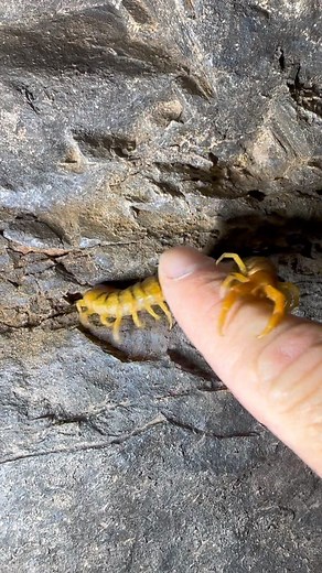 18K views · 228 reactions | Giant Centipede.. wasn’t even the bitey end  | Wildman Adventures | Facebook