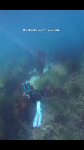 The little mermaid inside of me feels whole🫶🫶 Thank you @rebecca for this video ✨🥺 #lajolla #LearnOnTikTok #oceantok #socal #mermaid