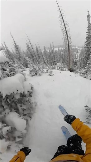 Charging Powder + Tight Trees = Telemark Heaven #spreadtelemark #telemark #treeskiing #freeheellife