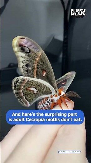 Moths of North America Compared Giant vs Regular