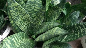 Sansevieria zeylanica or bowstring hemp is a snake plant, sturdy and hard, vividly green with gorgeous leaf stripes. It has the ability to purify the air around.