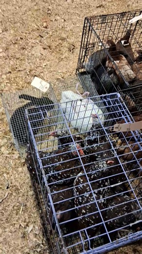 Okmulgee Poultry Auction on Reels
