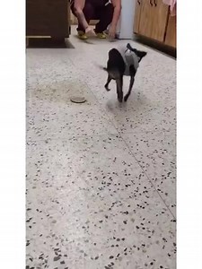 67 reactions · 27 shares | This handsome lad is Franklin ❤️ He joined...